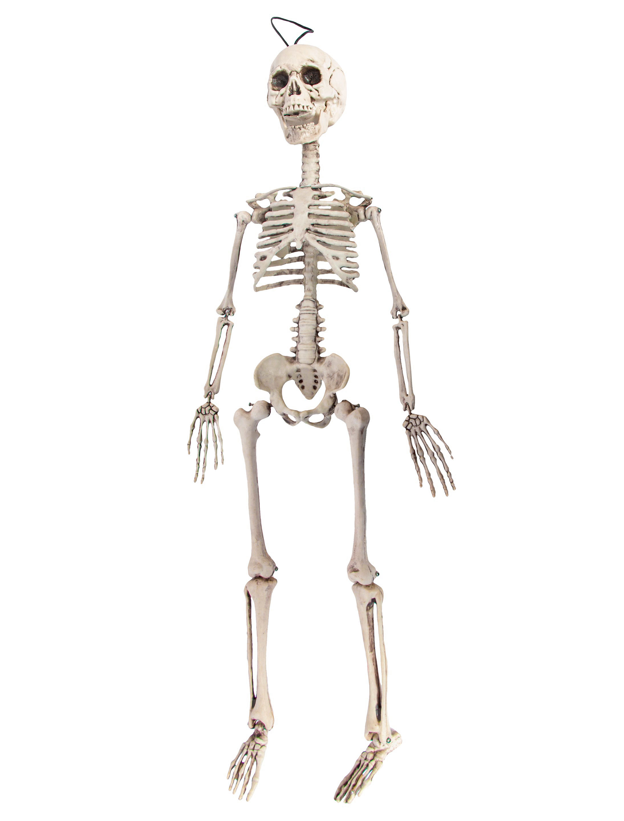 Skelett hängend 75cm