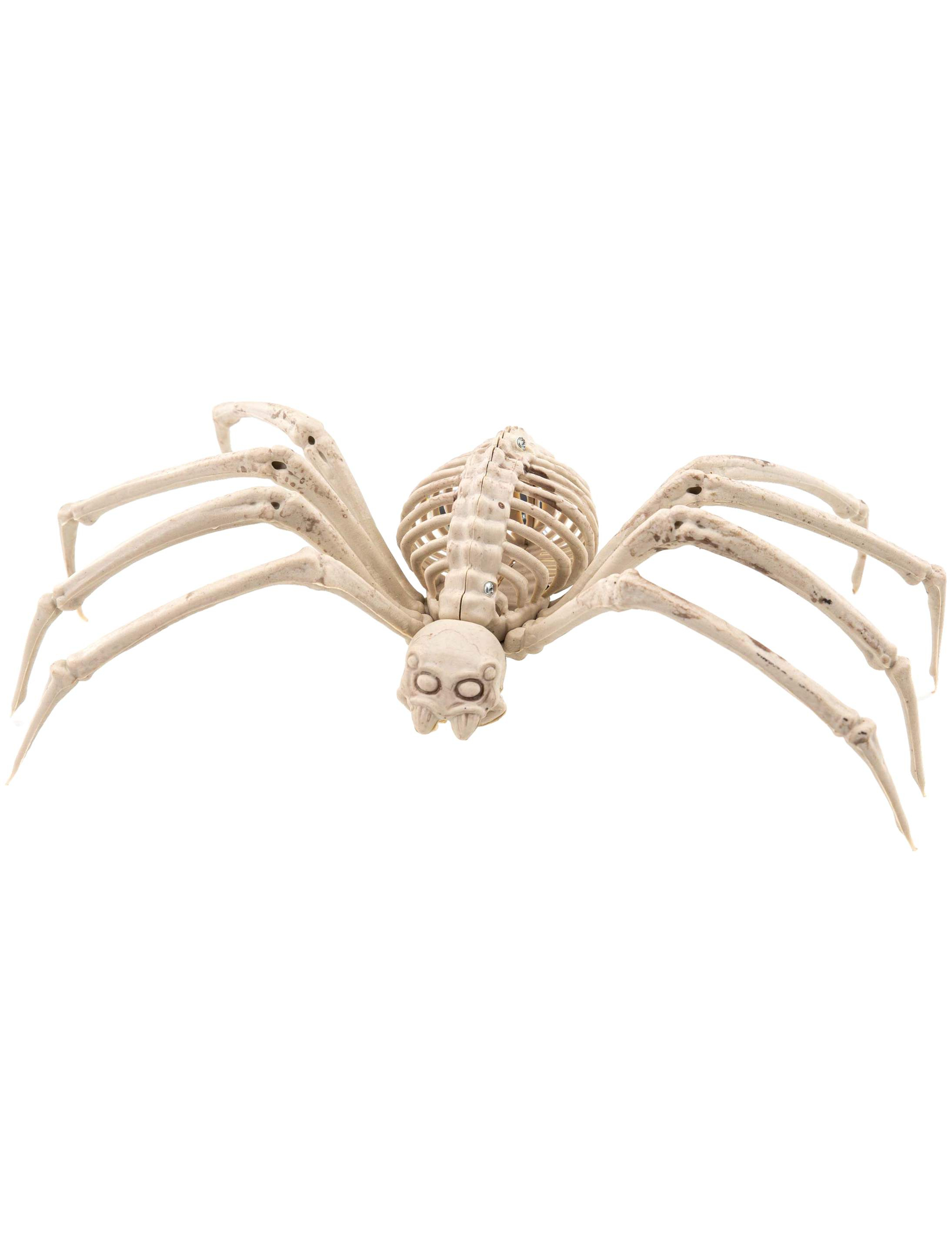 Skelett Spinne