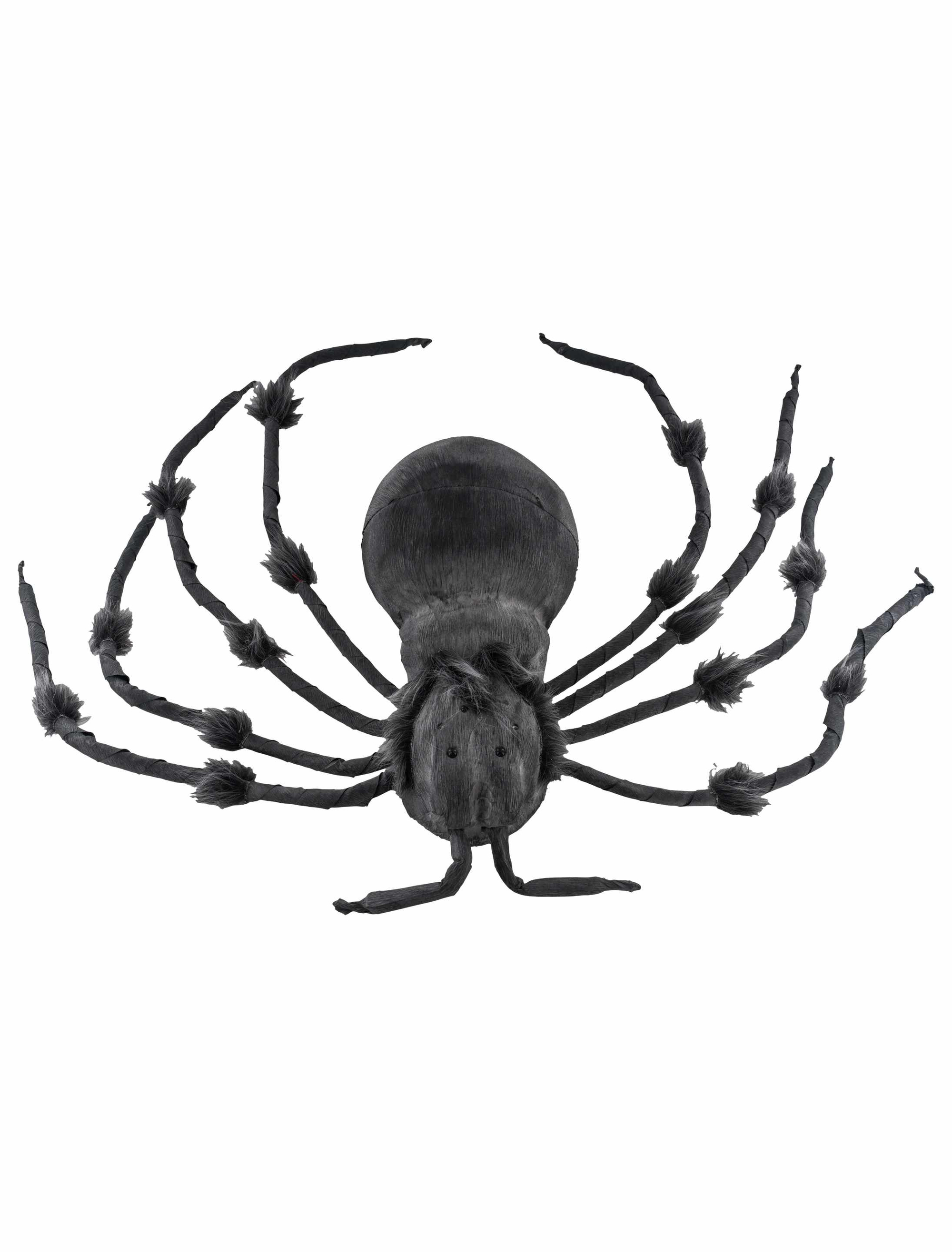 Spinne braun