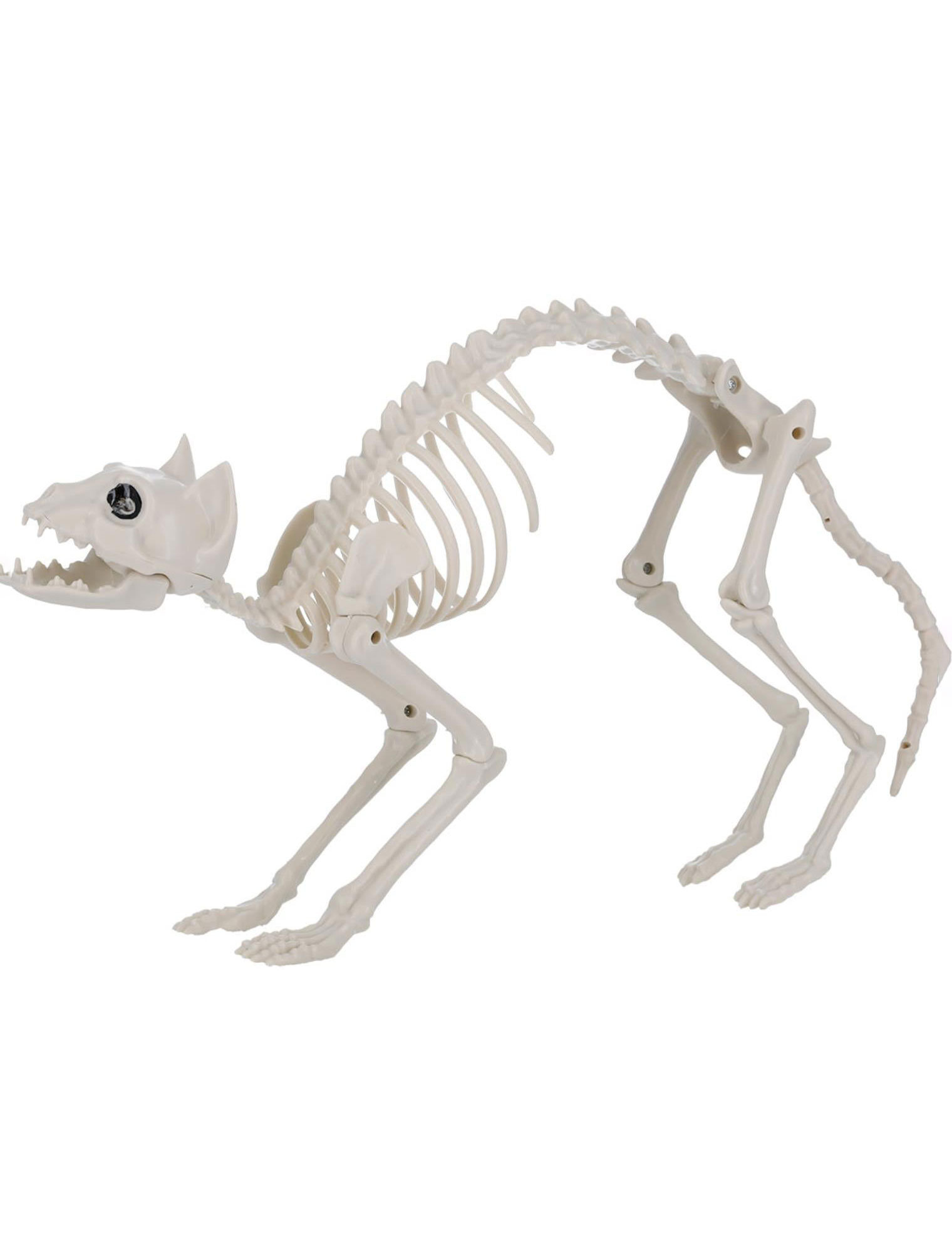 Skelett Katze beige