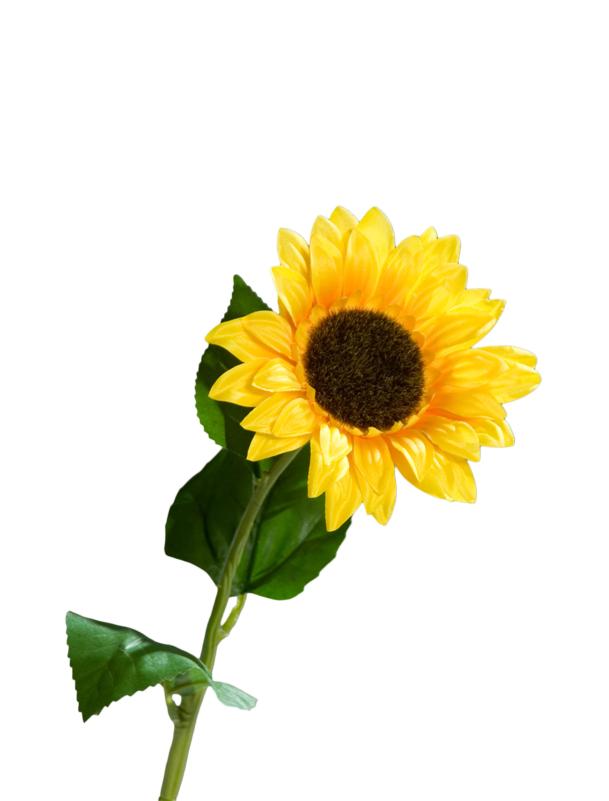 Sonnenblume 50 cm gelb/grün