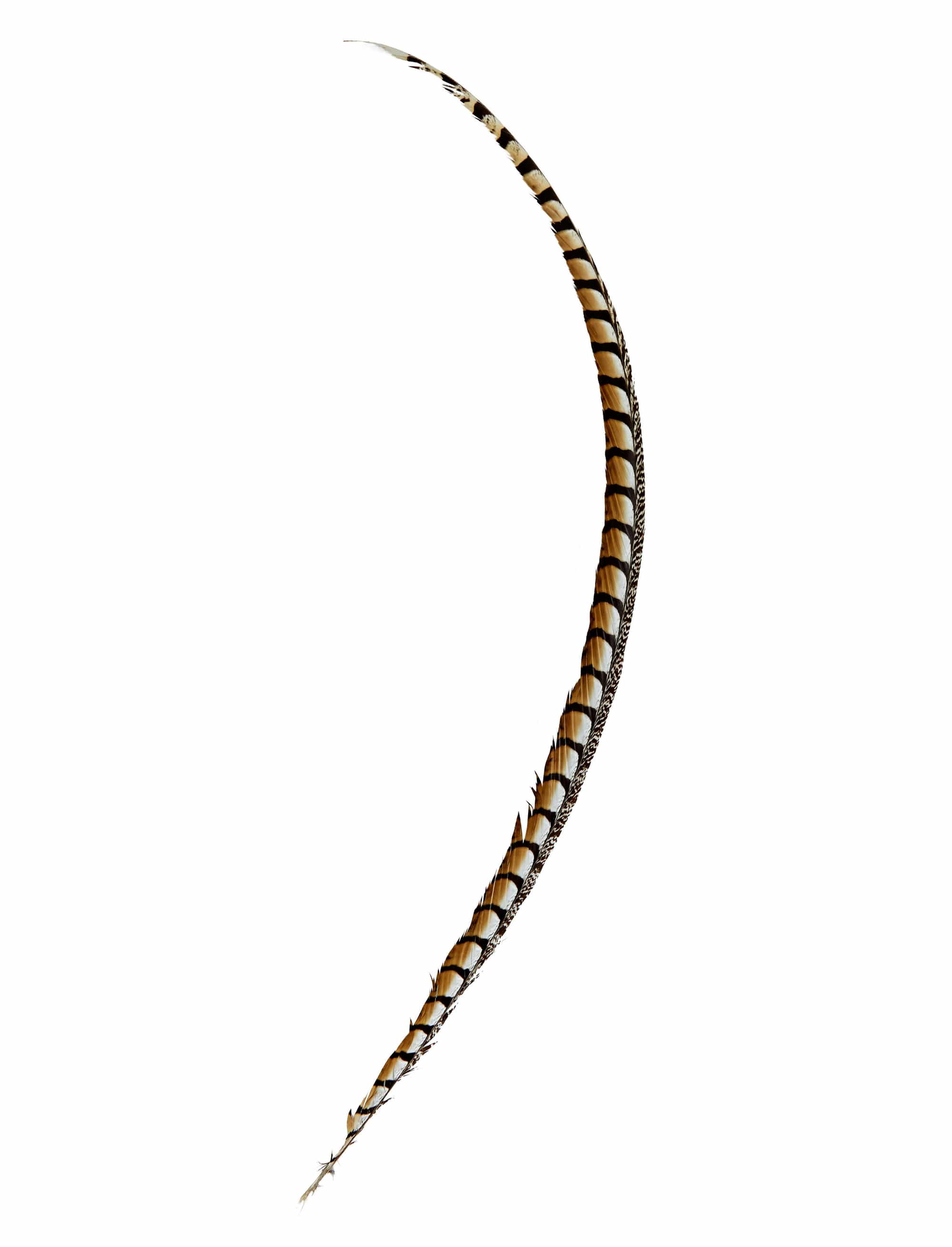 Königsfasanenfeder 105-110cm