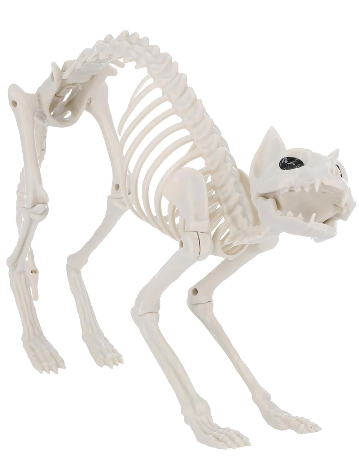 Skelett Katze beige