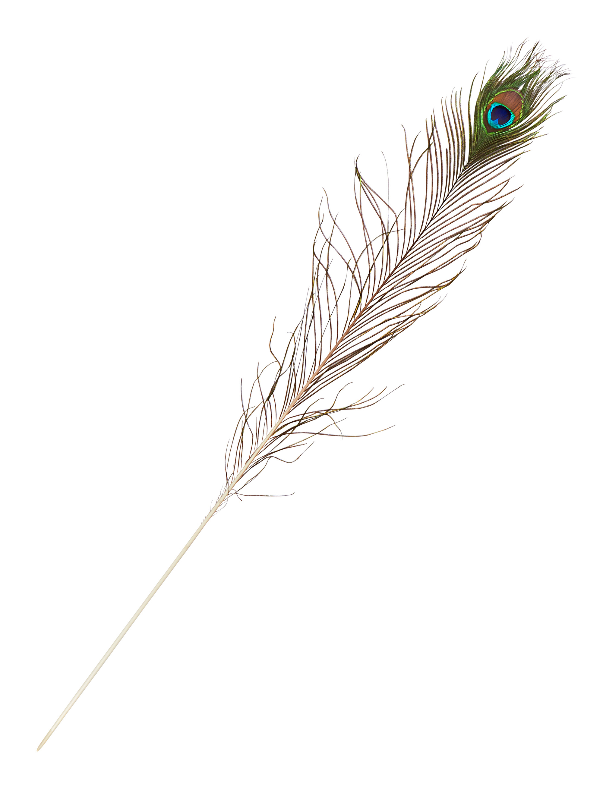Pfauenfeder 90cm