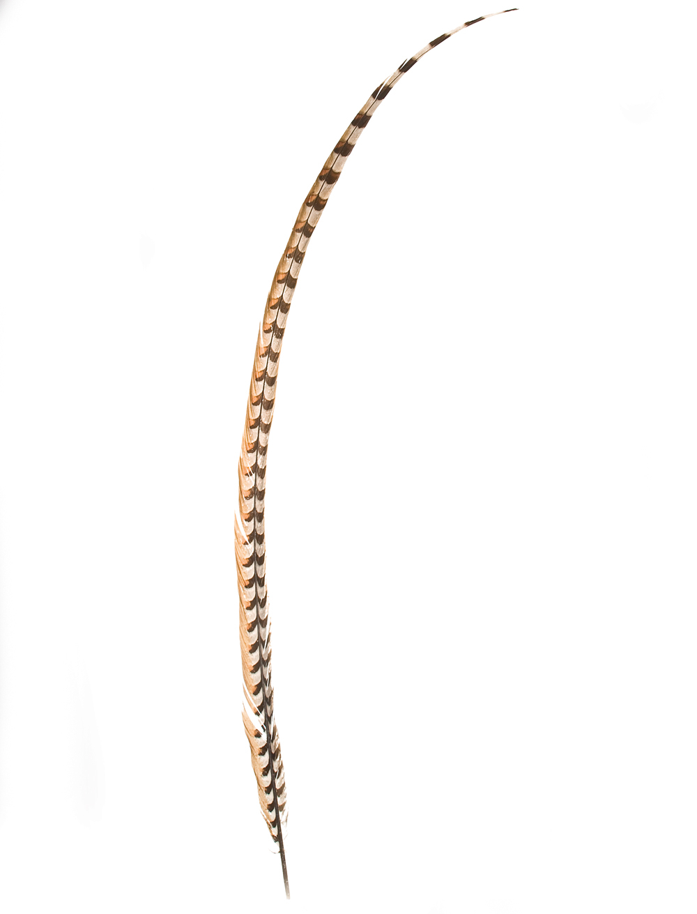 Königsfasanenfeder 105-110cm