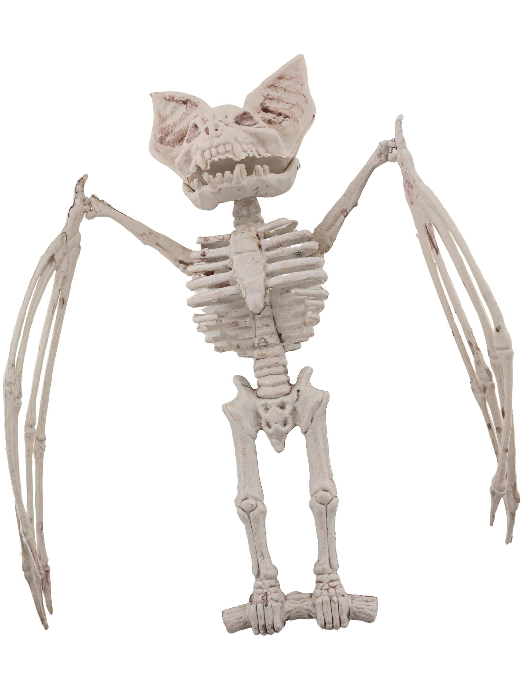 Skelett Fledermaus