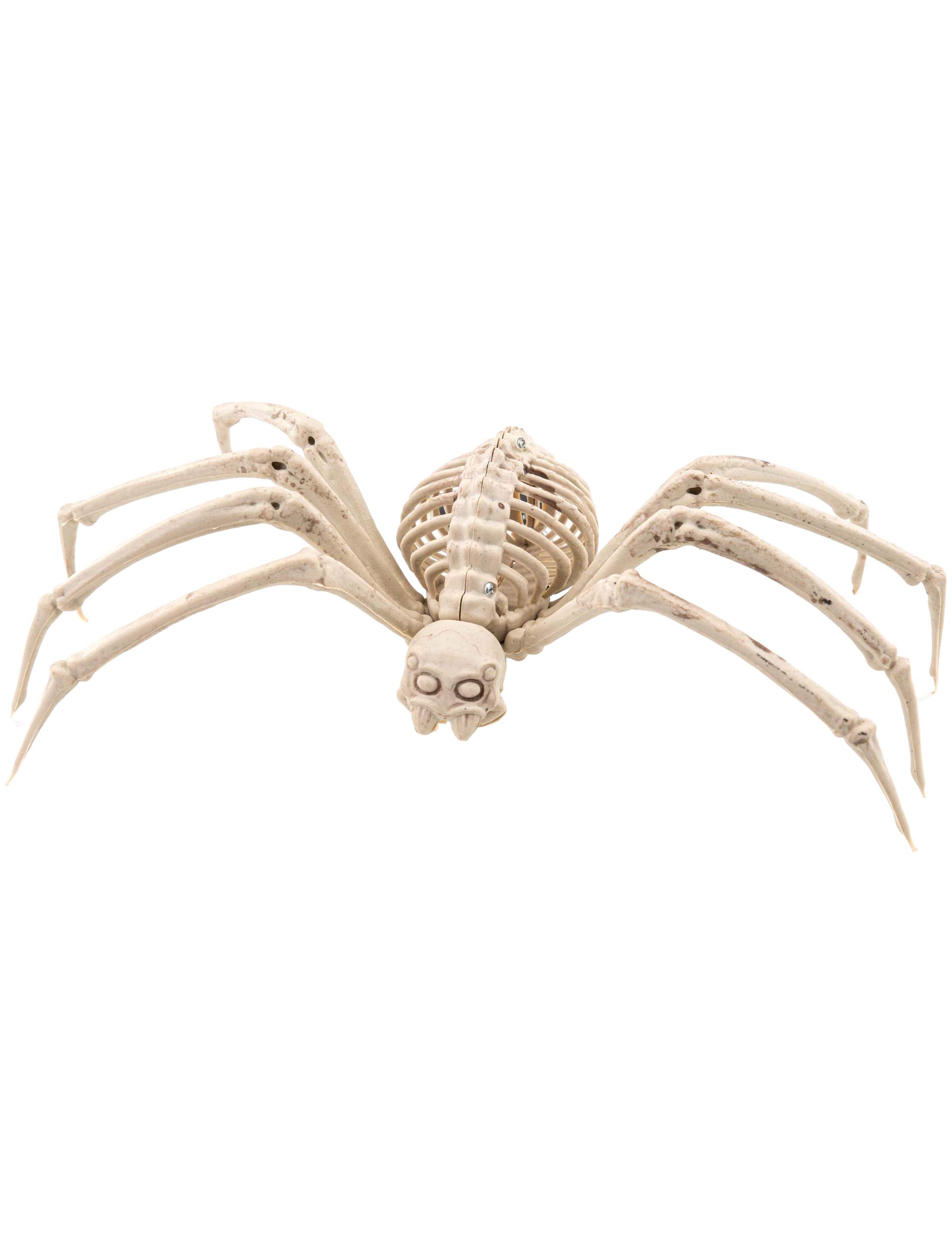 Skelett Spinne