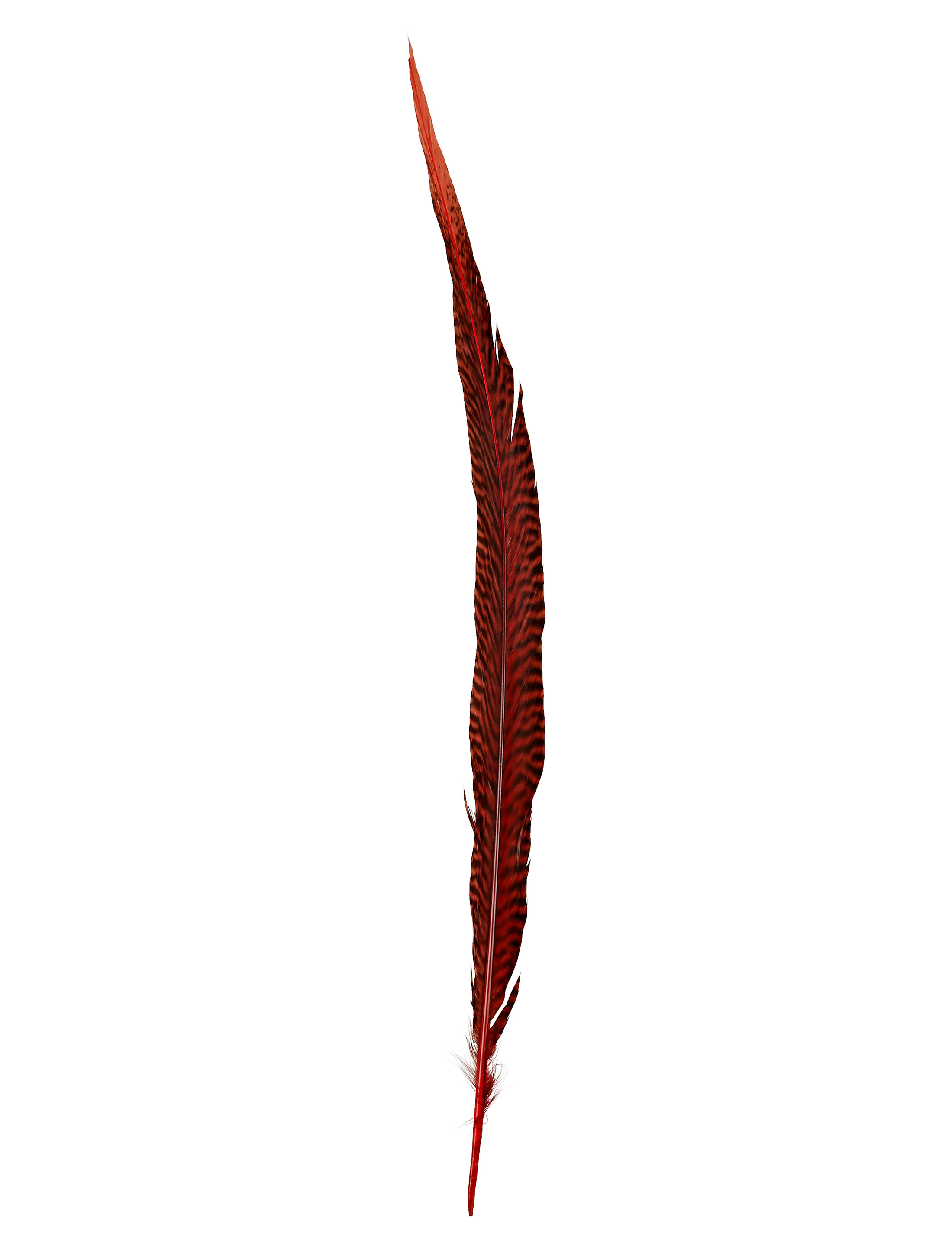 Fasanenfeder rot 45-50 cm