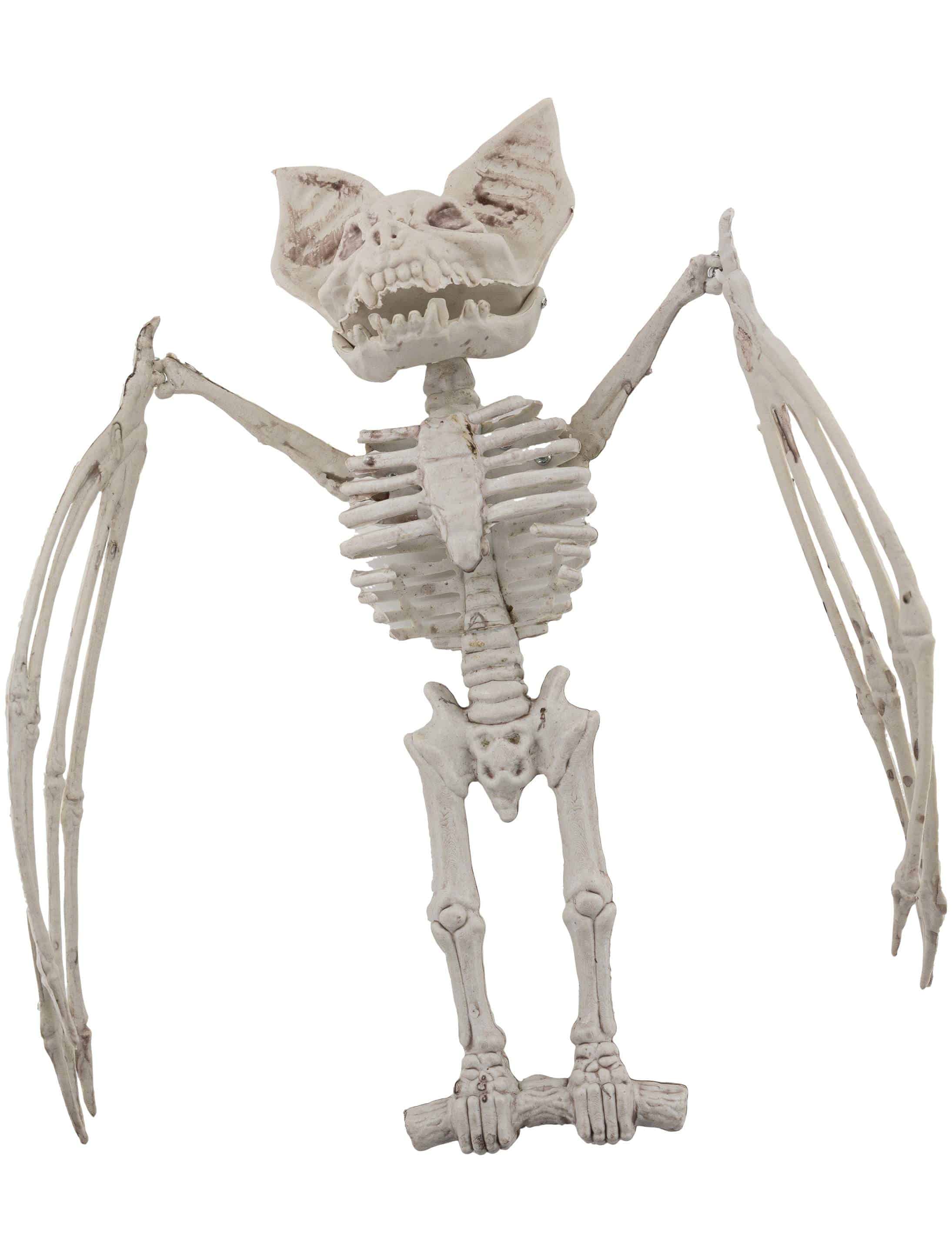 Skelett Fledermaus