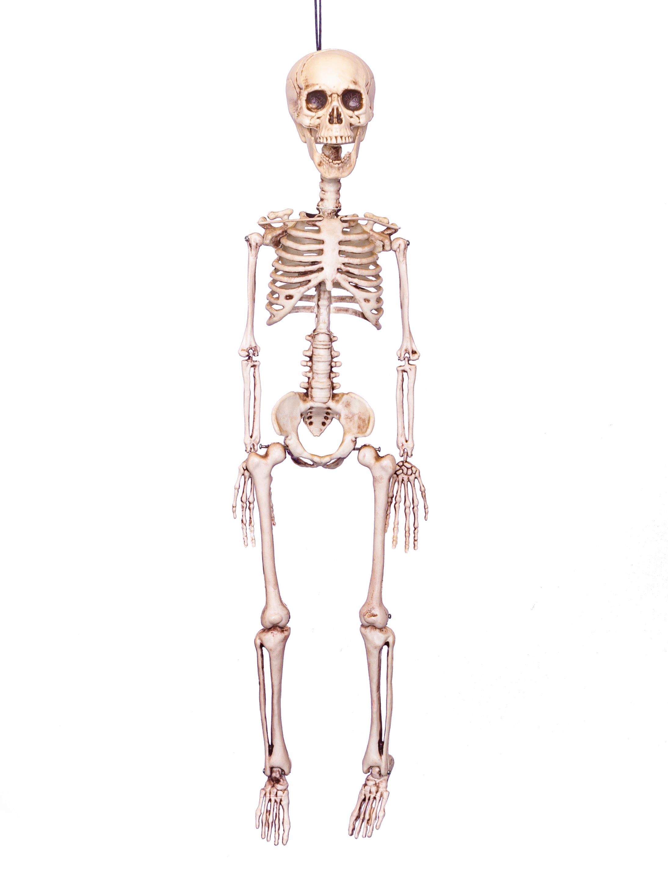 Skelett hängend 40cm